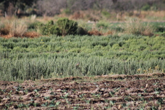 Pyrocephalus rubinus