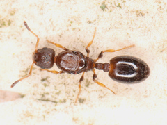Temnothorax