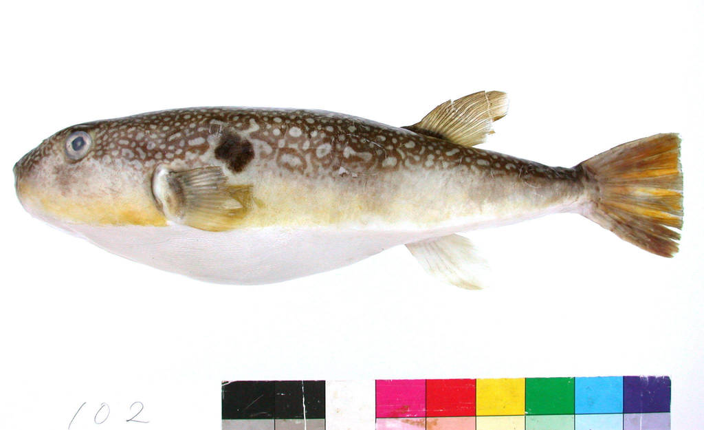 Pear Puffer