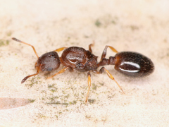 Temnothorax