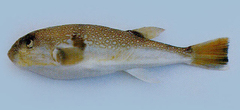 Pear Puffer photo 2