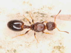 Temnothorax
