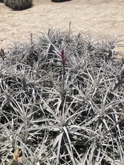 Tillandsia purpurea