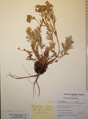 Potentilla litoralis