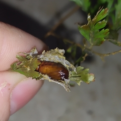 Argyrosticta decumana
