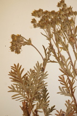 Potentilla litoralis