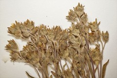 Potentilla litoralis