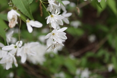 Deutzia gracilis