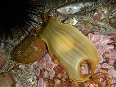 Swell Shark photo 4