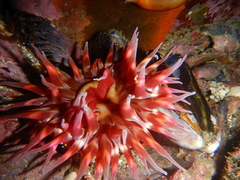 Urticina mcpeaki
