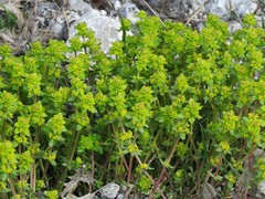 Cruciata taurica