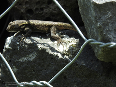Sceloporus palaciosi