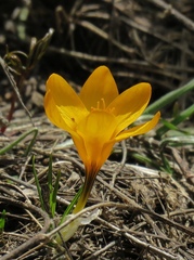 Crocus chrysanthus