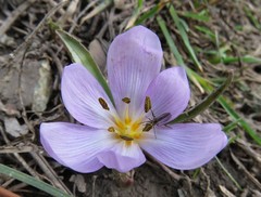 Colchicum trigynum