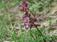 Corydalis triternata