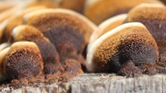 Gloeophyllum abietinum