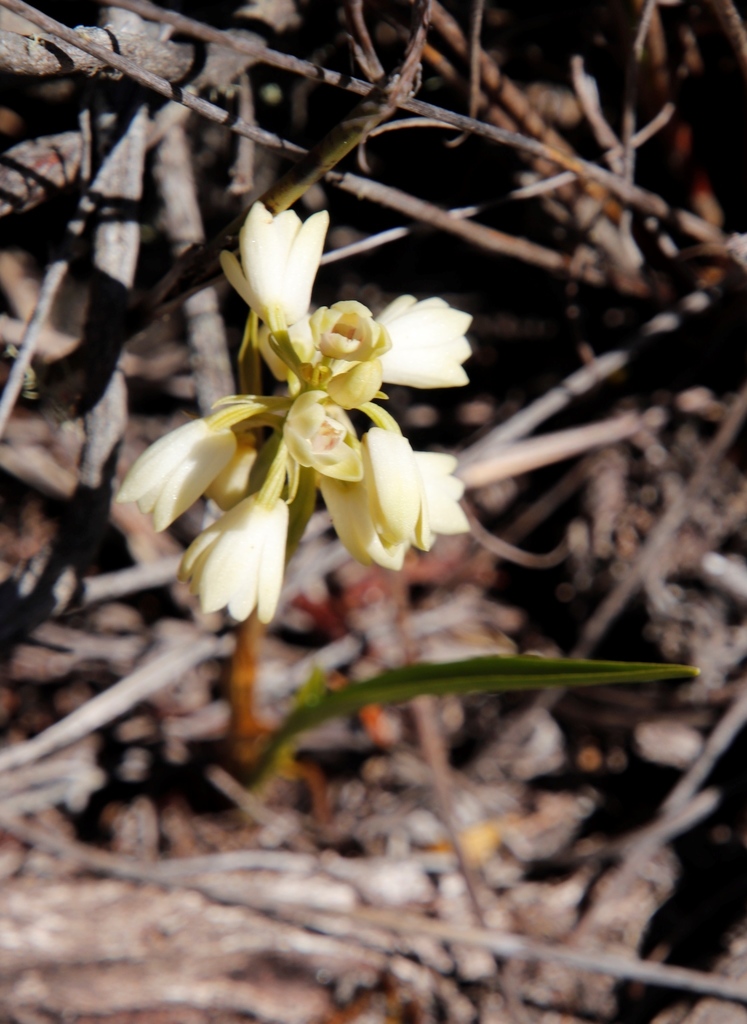 Eulophia aculeata
