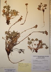 Potentilla litoralis