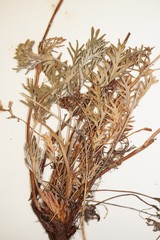 Potentilla litoralis