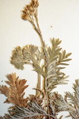 Potentilla litoralis