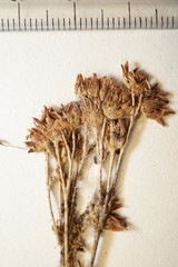 Potentilla litoralis