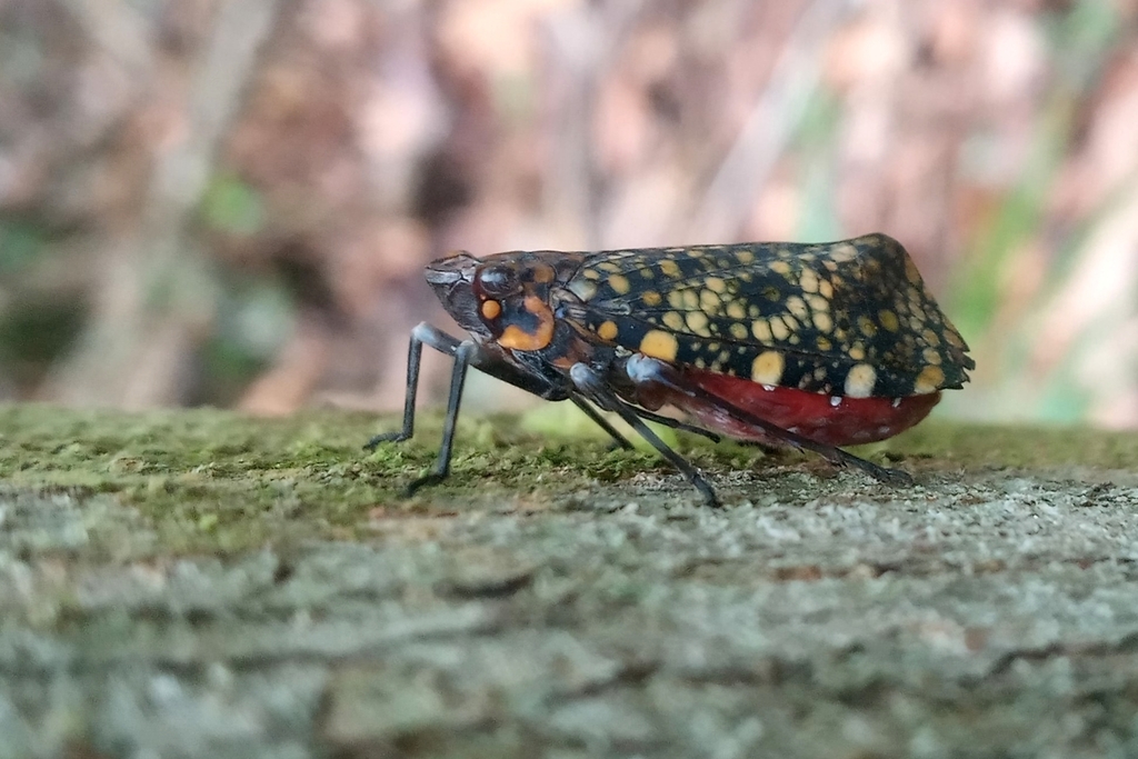 Acmonia spilota