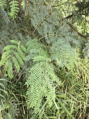 Leucaena leucocephala