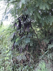 Leucaena leucocephala