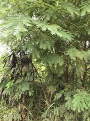 Leucaena leucocephala