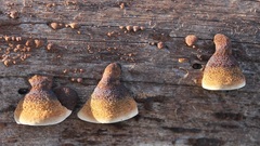 Gloeophyllum abietinum