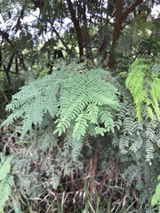 Leucaena leucocephala