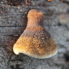 Gloeophyllum abietinum