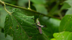 Chromacris speciosa