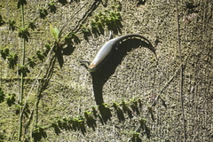 Varzea altamazonica