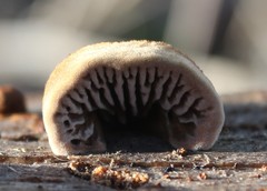 Gloeophyllum abietinum