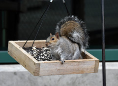 Sciurus carolinensis