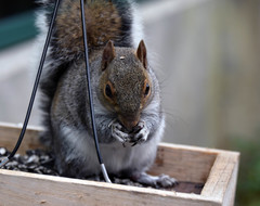 Sciurus carolinensis