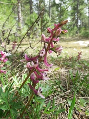 Corydalis triternata