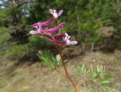 Corydalis triternata