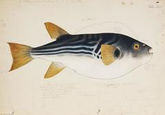 Yellowfin Puffer photo 3