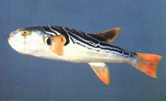 Yellowfin Puffer photo 2