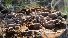 Gloeophyllum abietinum