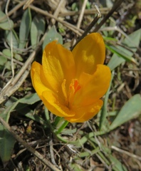 Crocus chrysanthus