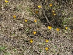 Crocus chrysanthus