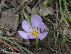 Colchicum trigynum