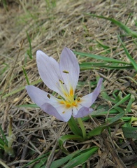 Colchicum trigynum