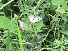 Anartia jatrophae