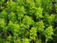 Cruciata taurica