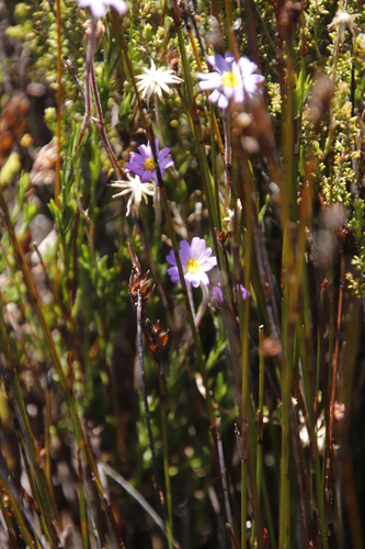 Image of Zyrphelis taxifolia by (c) Tony Rebelo, some rights reserved (CC BY-SA)