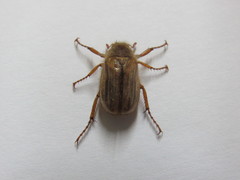 Amphimallon solstitiale